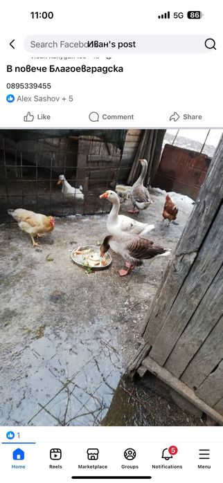 Гъски, пуйки, патици