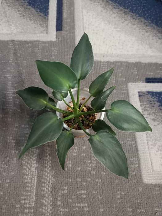 Сингониум Орм наг, растения, цветы, подарок