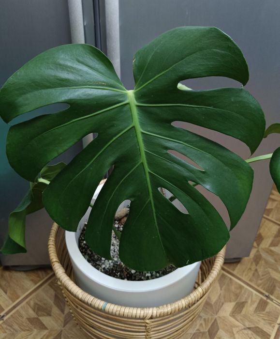 Красавица Монстера!