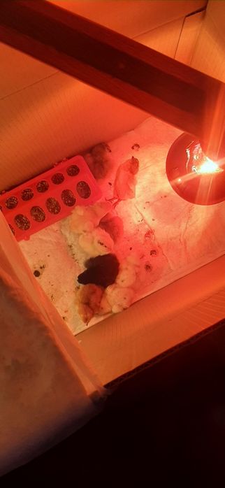 Суточные Цыплята