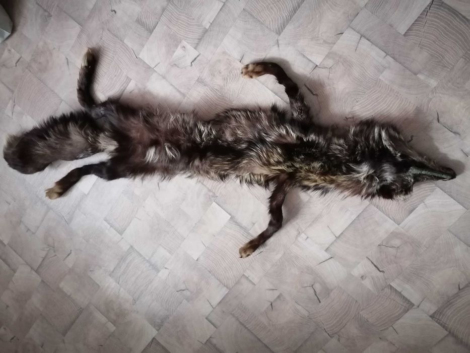 Богата голяма сребърна лисича яка.