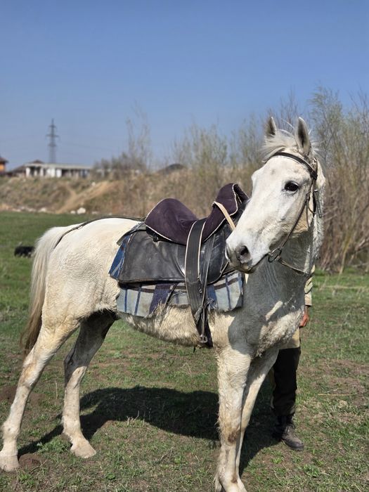 Продаю мерина 10 лет