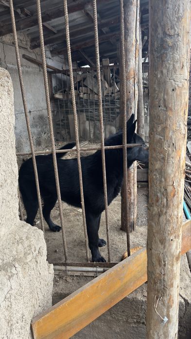 немецкая черная овчарка самец