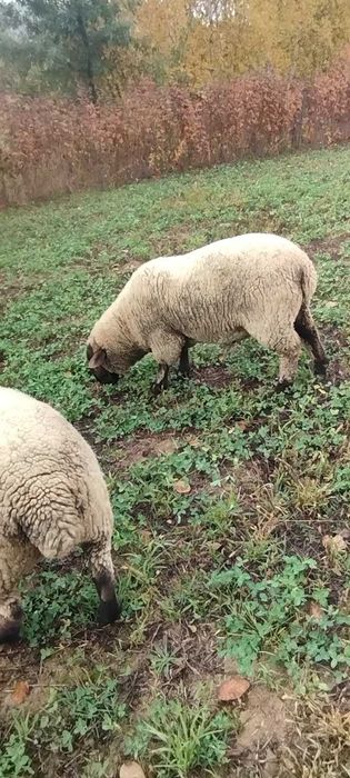 Suffolk schimb berbec