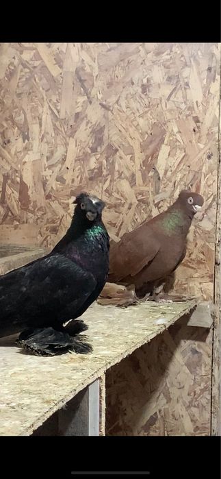 Голуби вольерные