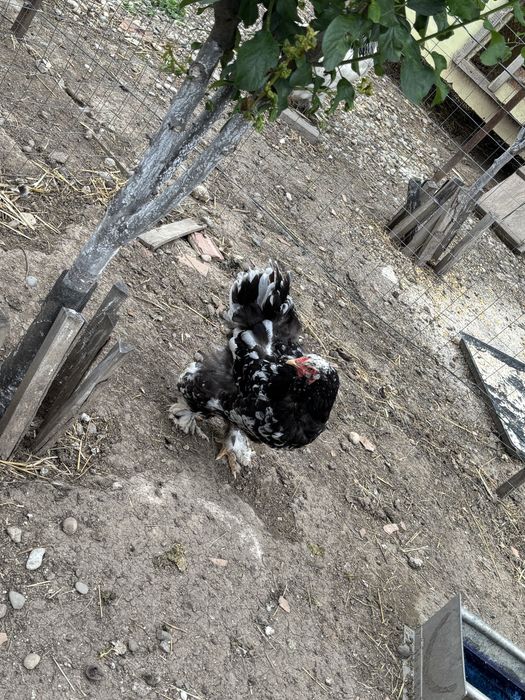 Gaini Brhama Alb si Negru
