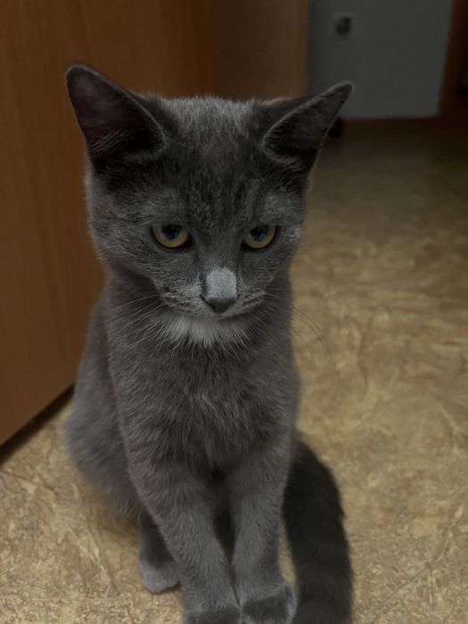 Отдам кошечку бесплатно