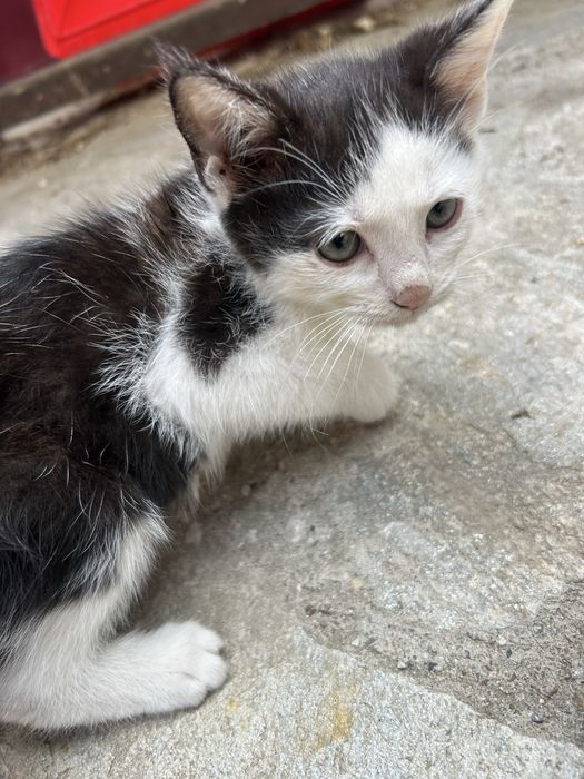 Подарявам  малки котета