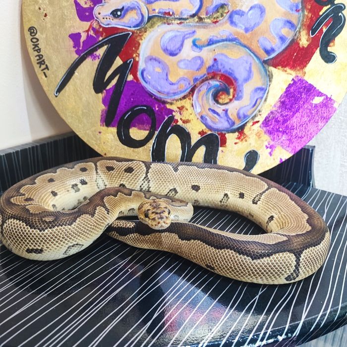 Королевский питон взрослый