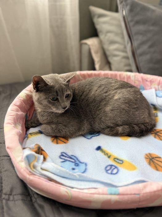 Нежно коте, кастрирано, безплатно