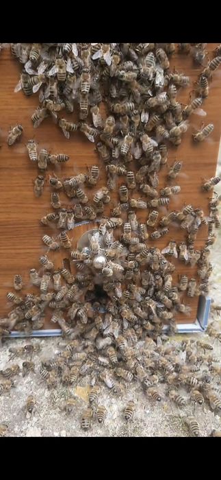 Алуминиево сандъче - нуклеус за пренасяне на отводки и рояци. 4 или 6