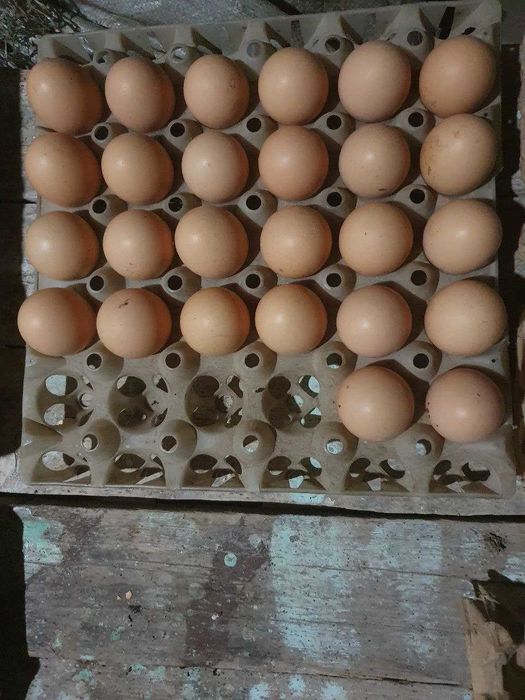 Bedana va qora tovuq tuxumlari sotiladi. (Iste'molga va inkubator ga)