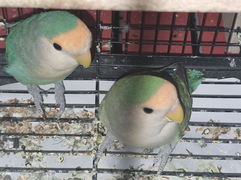 Неразлушка, папугай