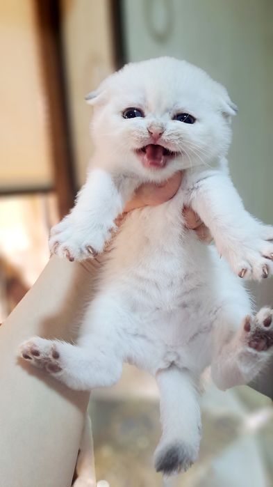 Готовятся к продаже синеглазая девочка