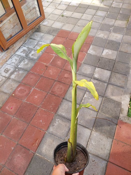 Банан Муса студоустойчив Глициния Вистерия Текома Лоницера