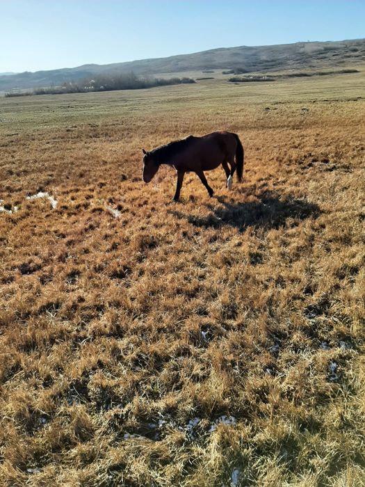 Продам кобылу жирбёнок