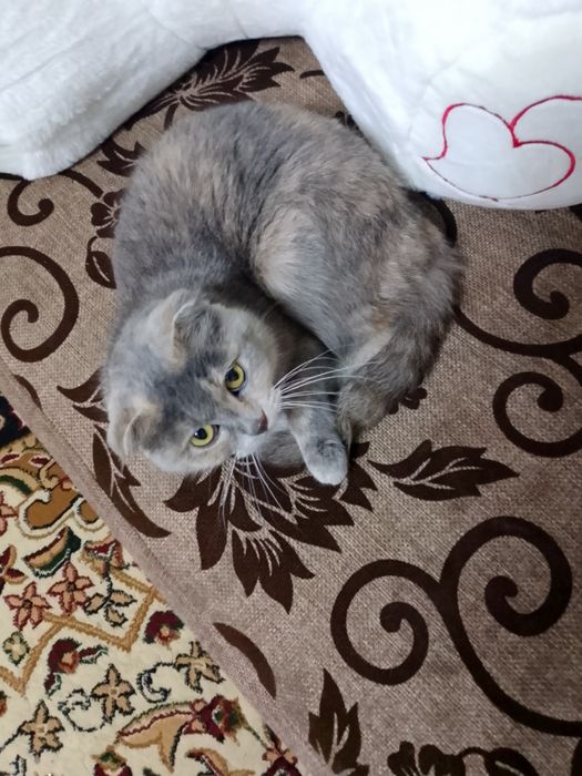 Mushuk zotdor sotiladi