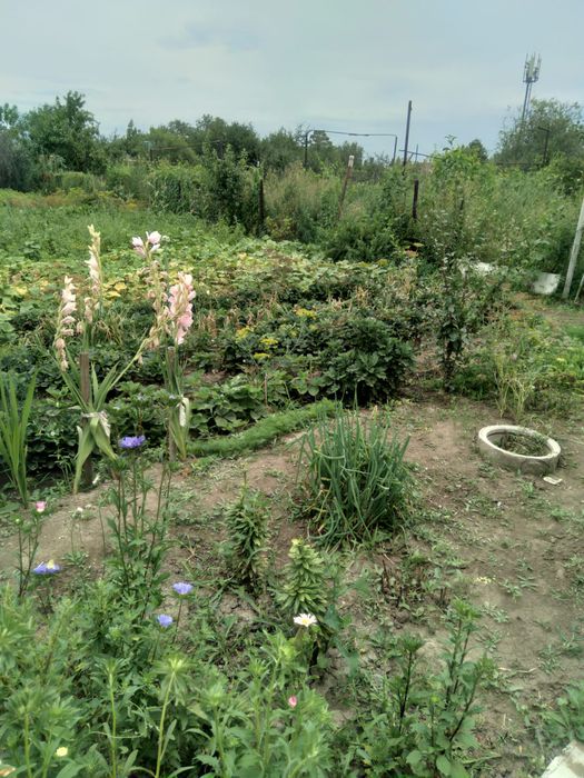 Продам дачный участок