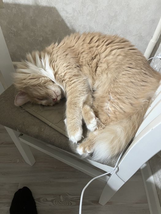 Отдам кота в добрые руки