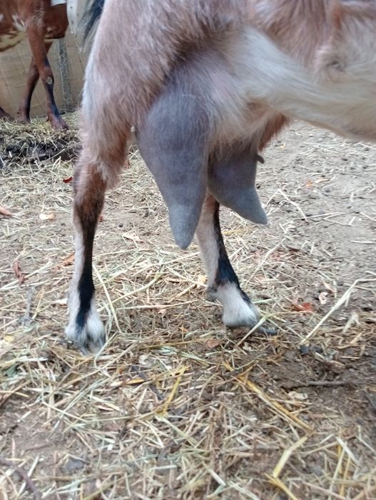 Vând capre tinere și țap de rasă