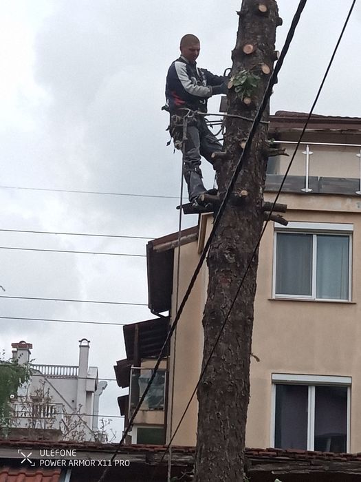 косене на трева рязане на опасни дървета почистване на дворове