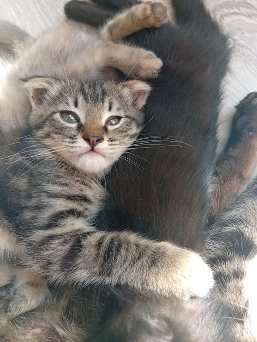 Котята отдам в хорошие руки