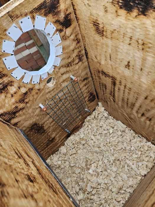 Execut cuiburi papagali