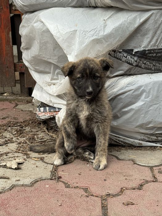 Щенок девочка, 1,5 мес