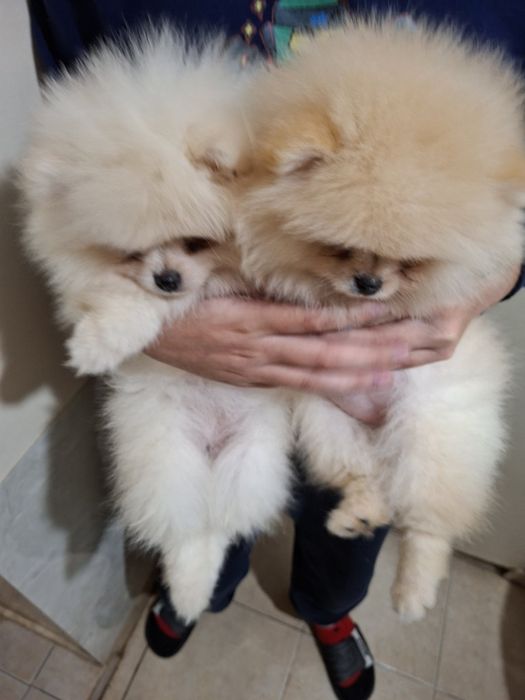 Померан малък шпиц момичета