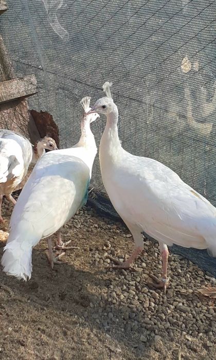 Femelă matură de paun Alb