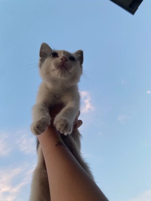 Продается кошка 1