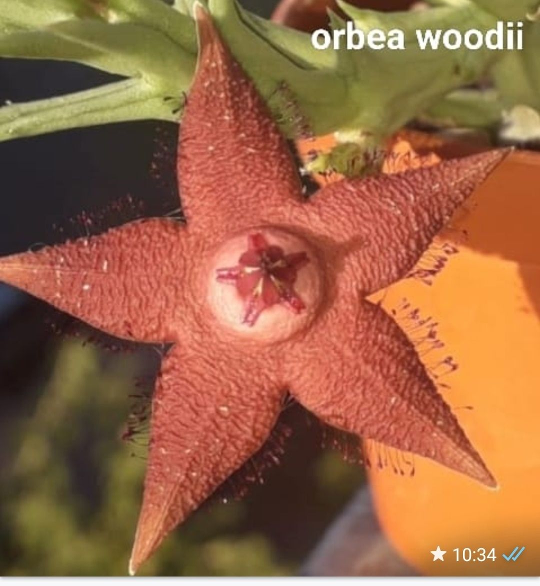 Huernia transvaalensis