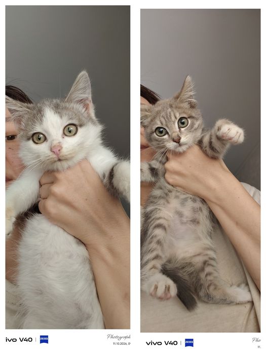 Мальчики котята возраст 2мес