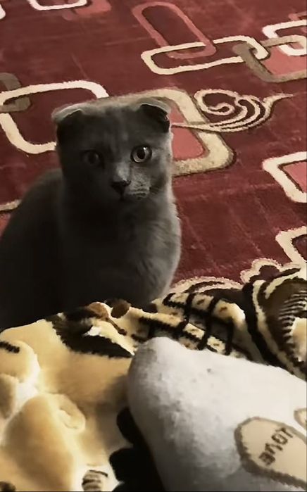 Котенок подросток,серый вислоухий мальчик