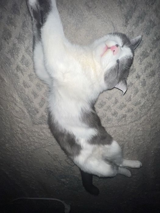 Продается шотладнский кот