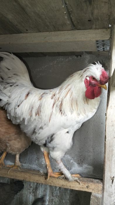 Руская хохлатая дәу қораз