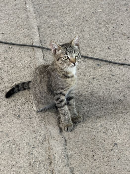 Отдам котят в добрые руки