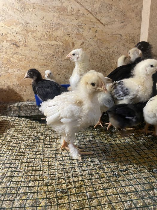 Pui brahma, australorp si motate, incaltate