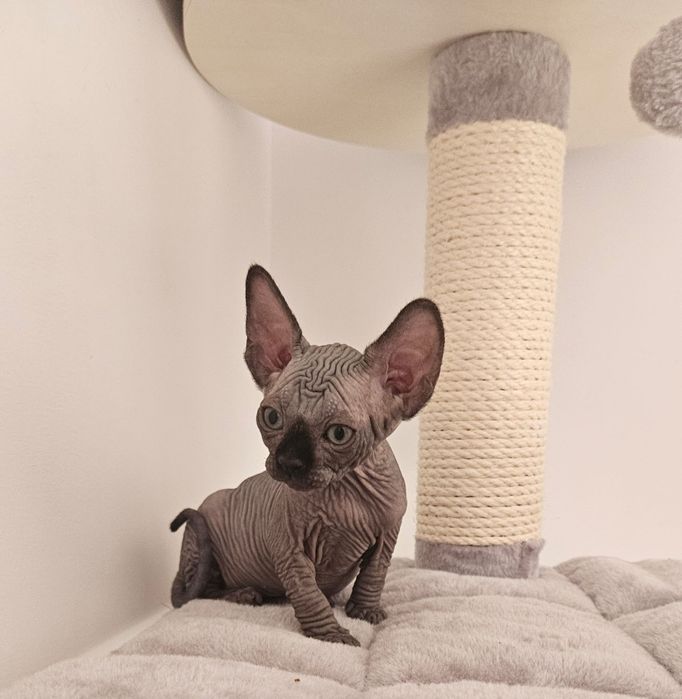 Fetita sphynx/sfinx  SUPERBA!