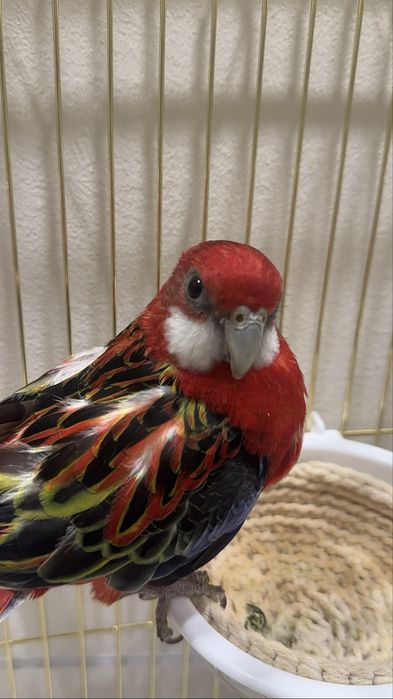 Розелла Попугай 4 Месяца