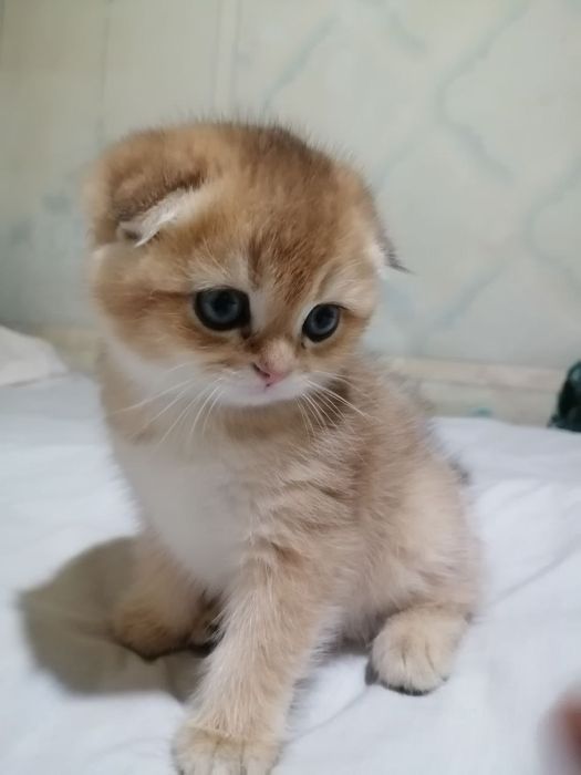 Кошка мальчик 2 месяца