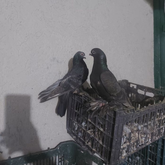 Челкар кишмиш пара канкретна с игрой