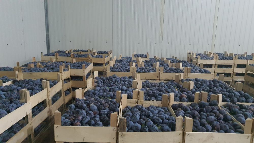 Prune de vanzare