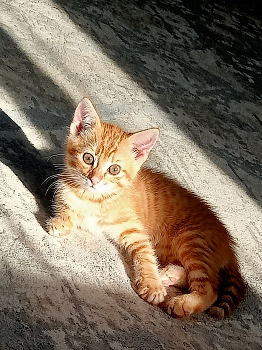 Котенок в добрые руки