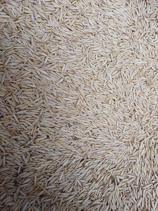 Vând ovăz, producția 2025