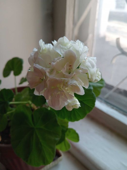 черенки плющелистной герани