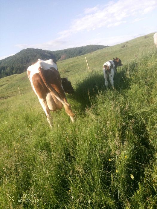 Vand vaca red holstein