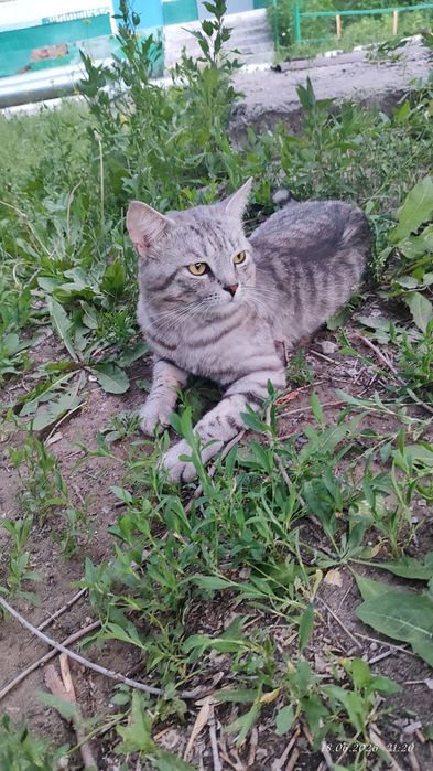 Отдам даром кота