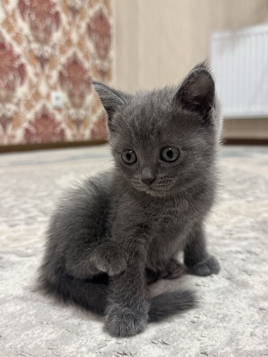 котята бесплатно