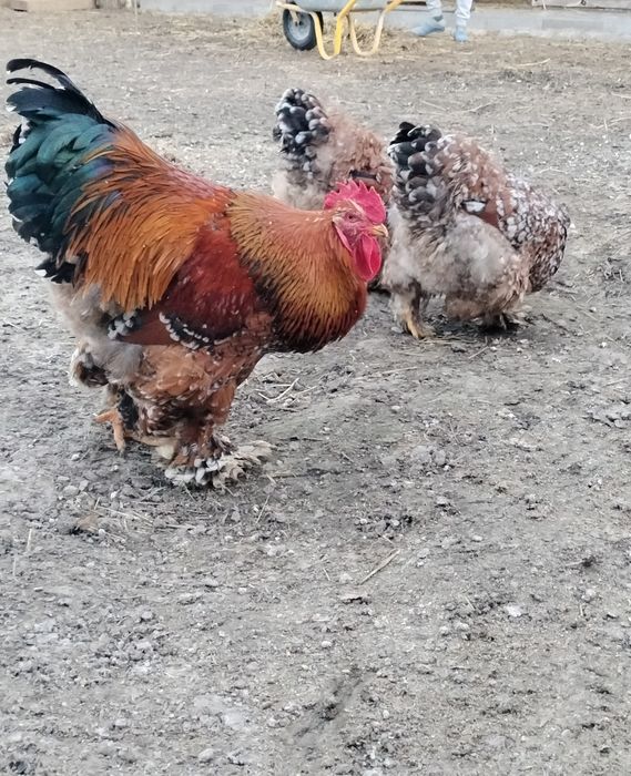 Cocoș cochinchina porțelan